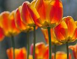 Backlit Orange Tulips_09726A